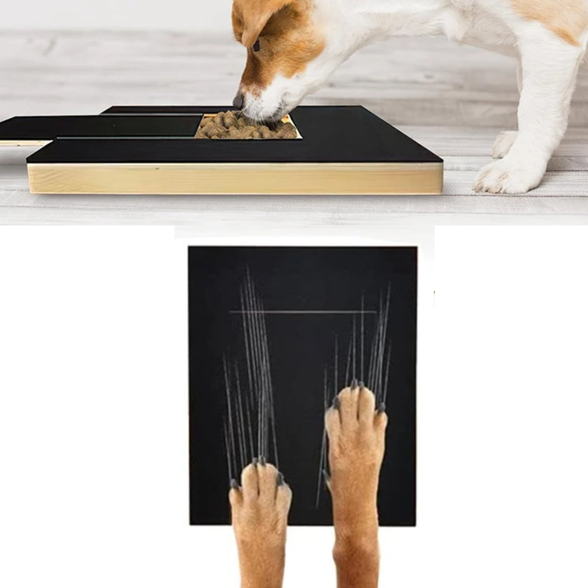 Dog Nail Scratch