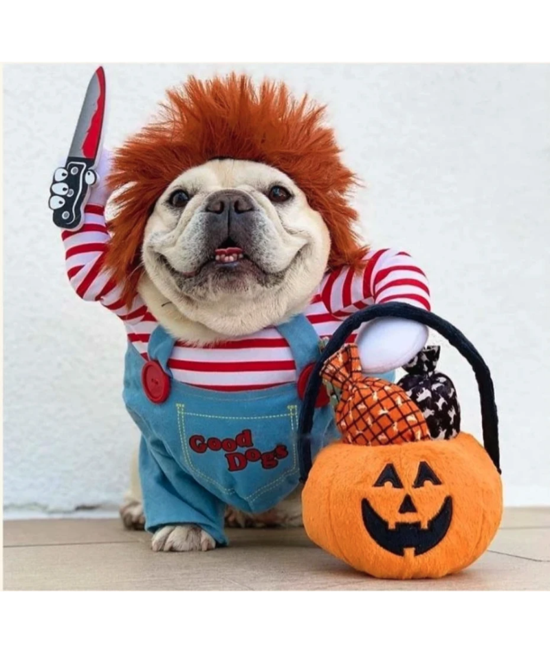 French bulldog chucky hot sale